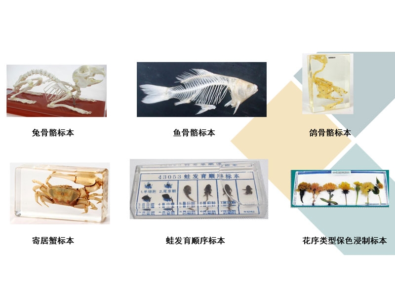 标本展示